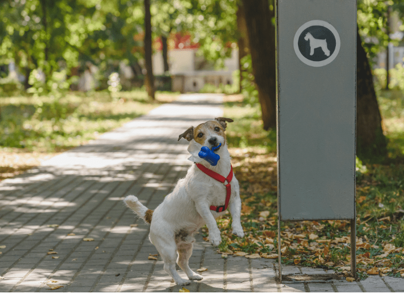 Dogs enjoying a Texas dog park