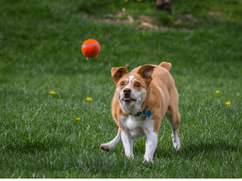 Fort Worth Indoor Dog Parks