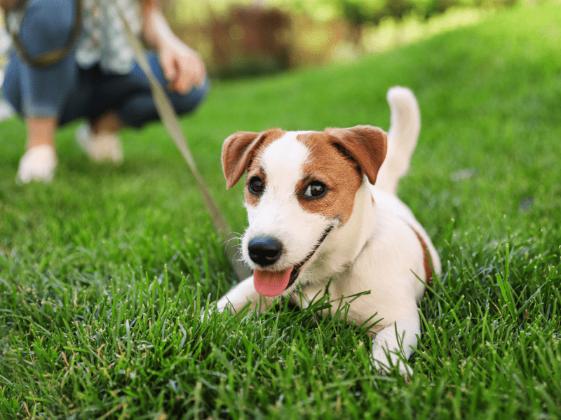Dallas Indoor Dog Parks