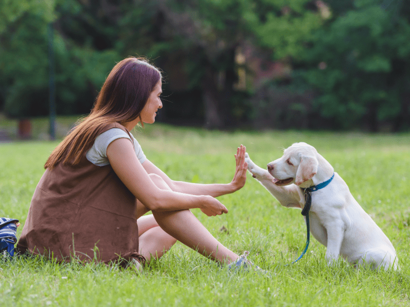 San Antonio Indoor Dog Parks